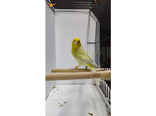 Sahibinden Farklı Cinslerden Ötüm Kanaryaları