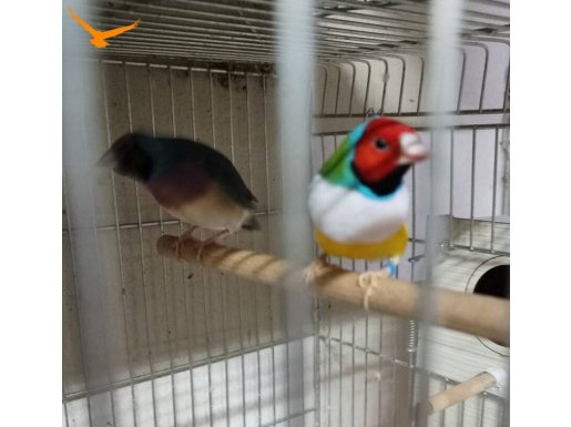 Sahibinden Farklı Cinslerden ve Renklerden Finch (İspinoz)