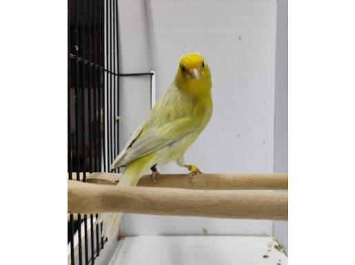  Farklı Cinslerden Ötüm Kanaryaları Sahibinden