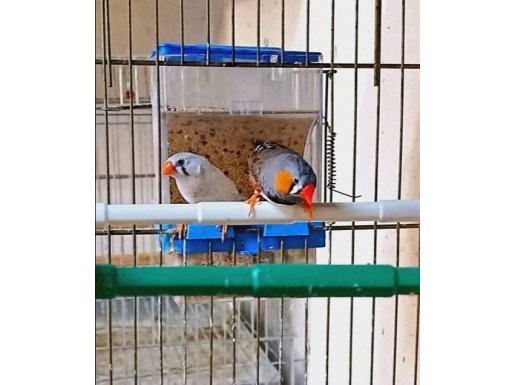 Sahibinden Üretim İspinoz (Finch) Kuşları