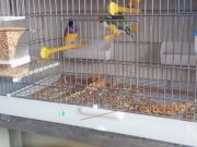 Farklı Irklardan Rengarenk İspinozlar