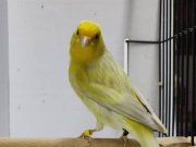 Sahibinden Farklı Cinslerden Ötüm Kanaryaları