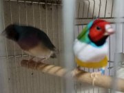 Sahibinden Farklı Cinslerden ve Renklerden Finch (İspinoz)