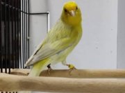  Farklı Cinslerden Ötüm Kanaryaları Sahibinden