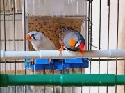 Sahibinden Üretim İspinoz (Finch) Kuşları