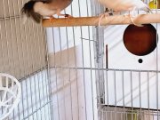 Sahibinden Farklı Irklardan Finch (İspinoz)