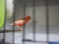 Sahibinden Farklı Irklardan Ötüme Hazır Kanaryalar