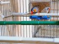 Sahibinden Farklı Irklardan Finch (İspinoz)