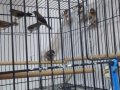 Sahibinden Farklı Irklardan Finch (İspinoz)