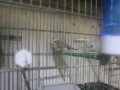 Sahibinden Farklı Irklardan Finch (İspinoz)