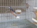 Sahibinden Farklı Irklardan Finch (İspinoz)
