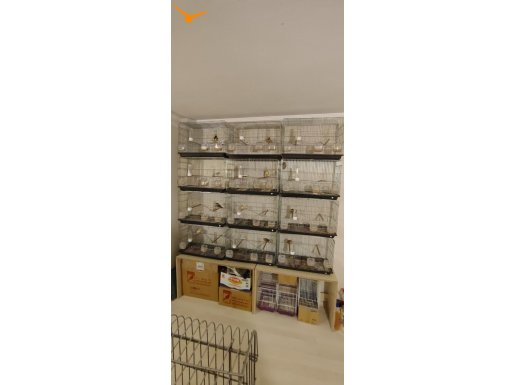 Kanaryalar, erkek dişi damızlık