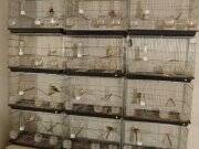 Kanaryalar, erkek dişi damızlık