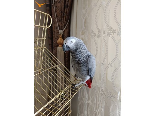 JAKO PAPAĞAN ÜST DÜZEY KONUŞMA 2024 BİLEZİKLİ SAĞLIKLI