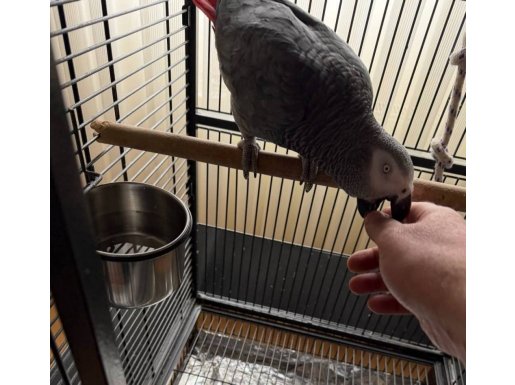 JAKO HAYVAN TAKLİT ELE ALIŞKIN SAĞLIKLI 3 YAŞINDA 