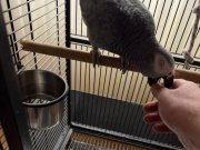 JAKO HAYVAN TAKLİT ELE ALIŞKIN SAĞLIKLI 3 YAŞINDA 