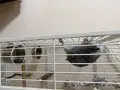 Jako taklit konuşma ele alışkın ısırmaz sağlıklı oyuncu