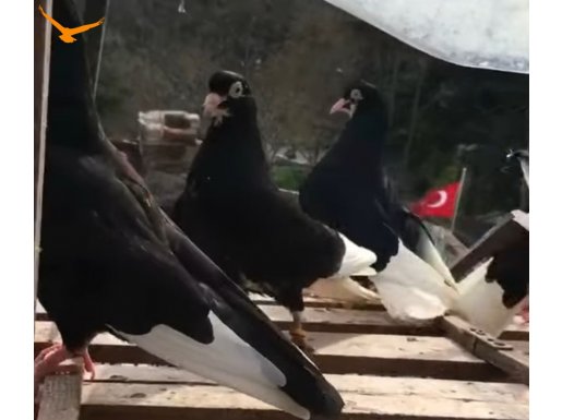 Çok iyi kanlardan gelme kuşlar...