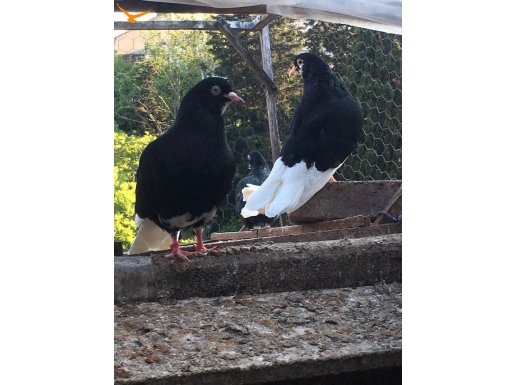 Çok kaliteli kanlardan gelme