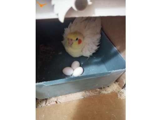 Sağlıklı bakımlı genç çiftimiz yeni yuvasunı arıyor. 