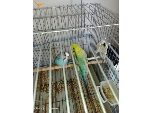 Yetişkin muhabbet kuşları 1erkek rainbow 1disi