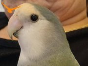 renkli aşk kuşumuz