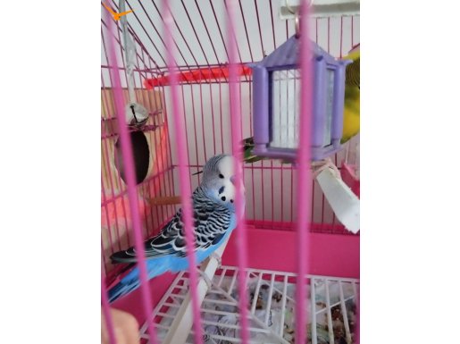 İki takım muhabbet kuşu