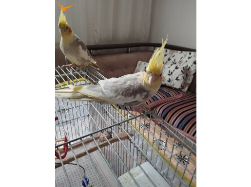 Çift sultan papağanı 
