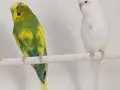 Üç adet muhabbet kuşu 
