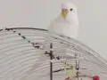 Üç adet muhabbet kuşu 