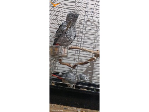 İşimden dolayı ilgilemediğim için sahiplendirmek zorundayım