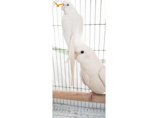 Albino Kırmızı Göz Takım
