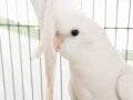 Albino Kırmızı Göz Takım