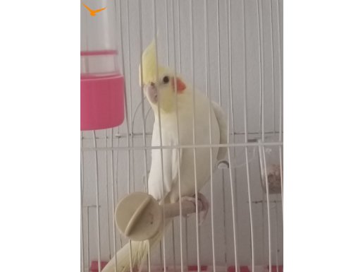 Kırmızı göz lutino erkek