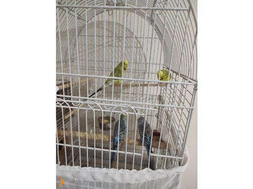 1 takım muhabbet kuşu 1 takimda  Jumbo boy iri muhabbet kuş