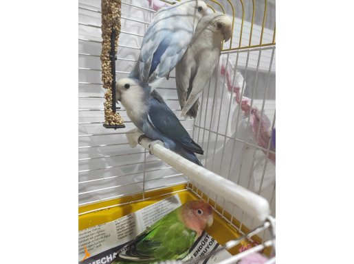 2 takım Sevda papaganı takım eşler İst kartal