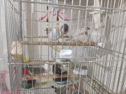 Sosyal ve Hareketli 12’li Hint Bülbülü Kolonisi