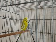 1 takım cennet papaganı mutasyon takım  ve Teksas takım cift
