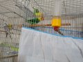 1 takım cennet papaganı mutasyon takım  ve Teksas takım cift