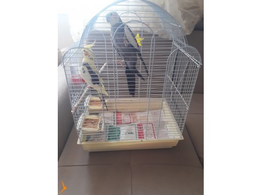 Tecrübeli yavru bakmış sosyal çift :)