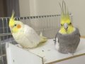 Tecrübeli Çift Sultan Papağanı