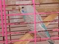 50-60 günlük Ev üretimi sağlikli muhabbet kuşlari