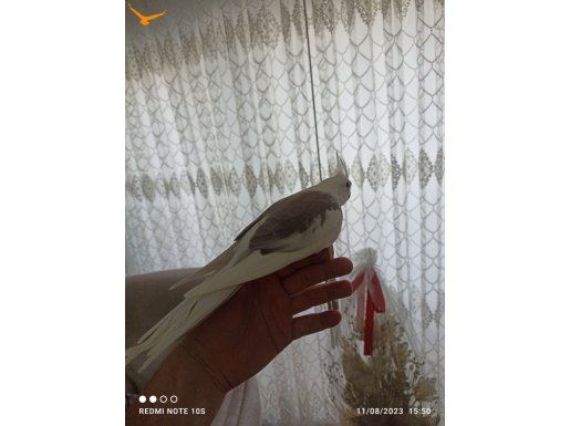 Ele alışkın albino ve wifi çeşitleri 