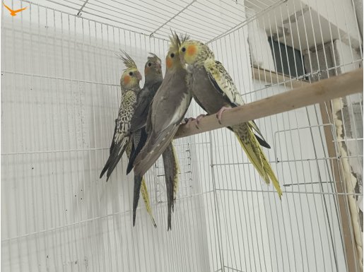 2 AYLIK YEME DÜŞMÜŞ PAPAĞANLAR 