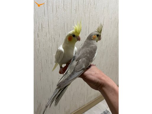 RUTİNO ALBİNO HEWİ CF KLASİK YAVRULAR