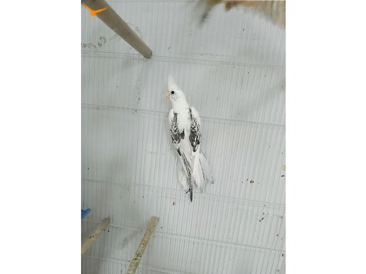 HEWİ ZİNCİR DESEN TECRÜBELİ 