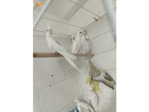 Simetrik Zincir Desenli Heavy Tek Kanat Pied Sultan Papağanları