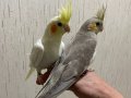 RUTİNO ALBİNO HEWİ CF KLASİK YAVRULAR