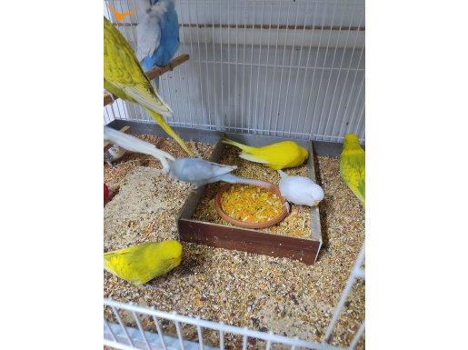 yeme düşmüş renk renk  kaliteli muhabbet  bebek yavrular 