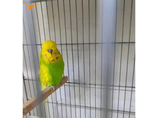 Damızlık show ve show jumbo takımlar yumurta yavru garantili